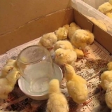 Čime hraniti kokoške